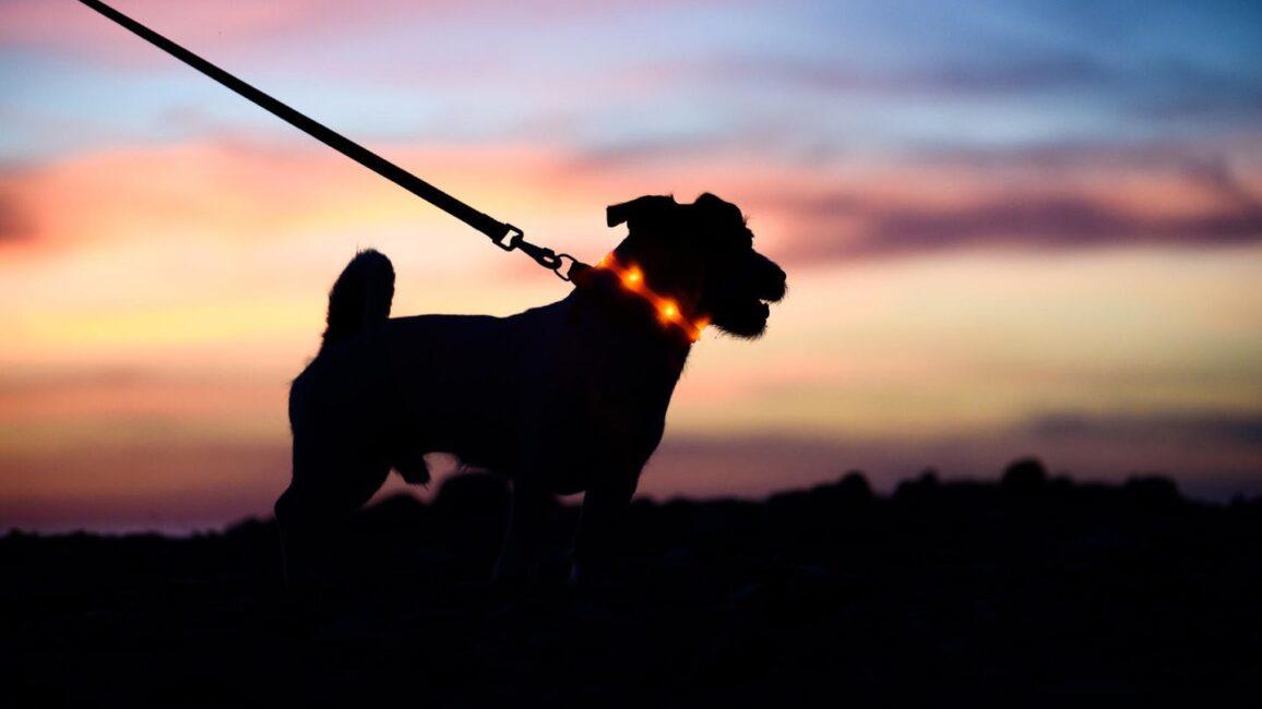 Sehen und gesehen werden: Leuchthalsbänder für Hunde: Mehr Sicherheit beim Gassigehen im Dunkeln