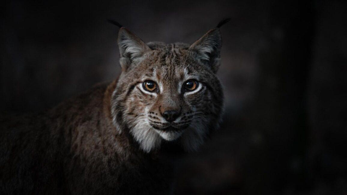 Naturfilm im Kino: Der stille Zauber der Wälder