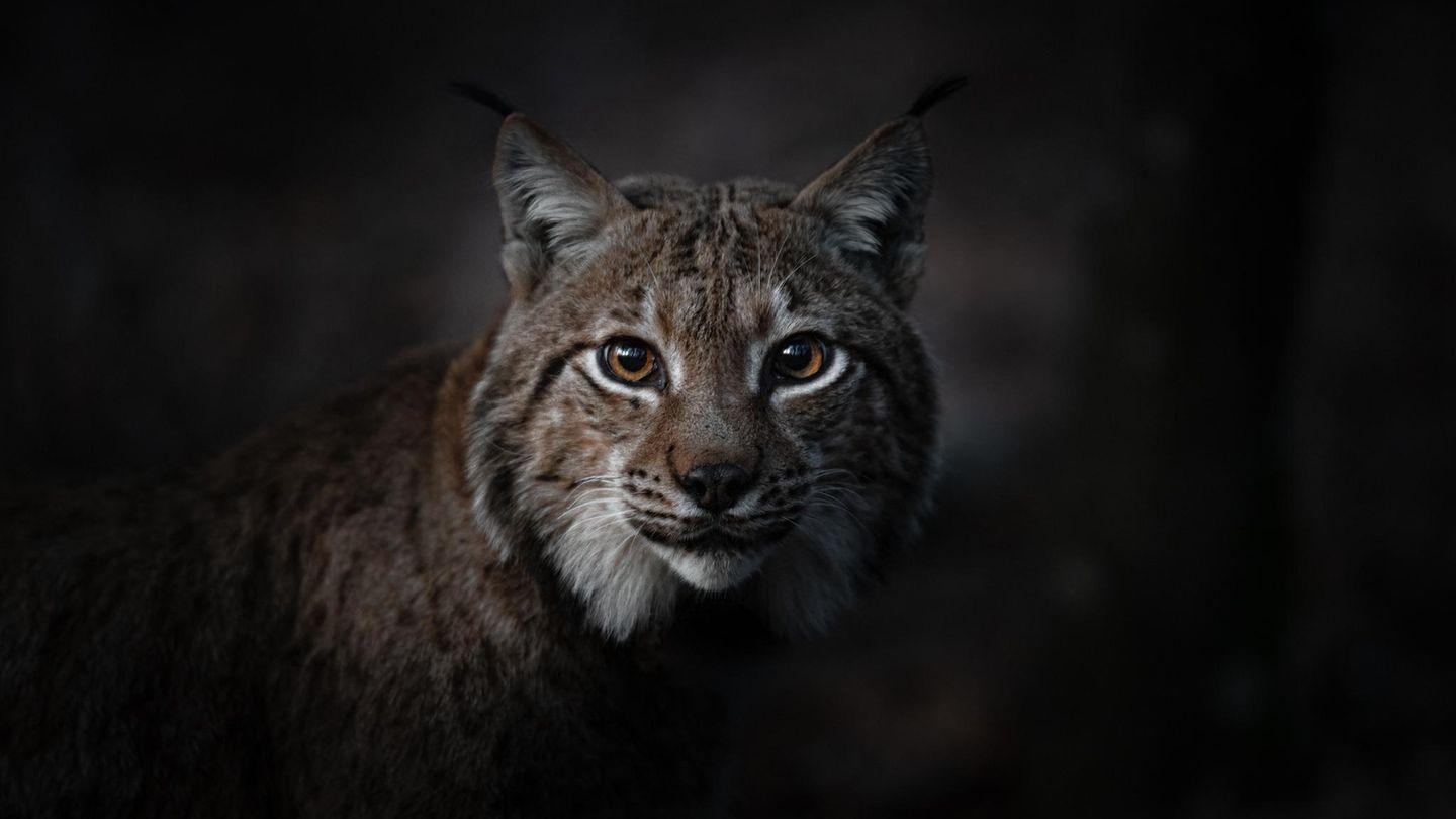 Wälder: Naturfilm im Kino: Der stille Zauber&hellip;