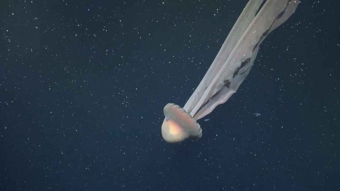 Seltener Gigant: Riesige Phantomqualle in der Tiefsee gesichtet