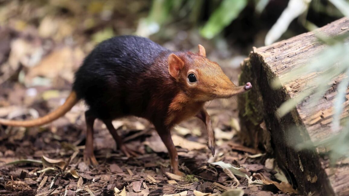 Sehr selten: Wertvolle Einzelstücke – diese Tiere zu treffen, grenzt an ein Wunder