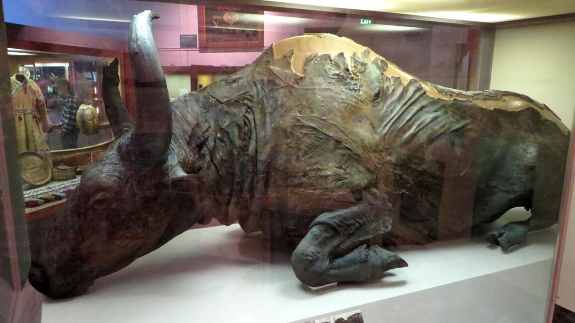 "Stark pleistozänes Aroma": Warum Forscher einen Eintopf aus 50.000 Jahre altem Bisonfleisch aßen