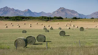 Alberta Unabhängigkeit