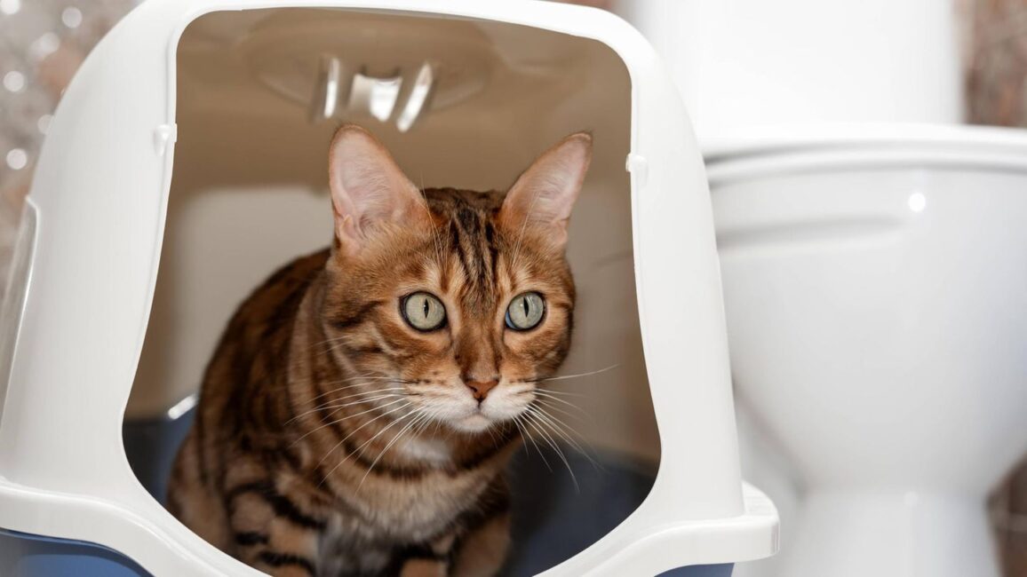 Tierwohl: Tierärztin erklärt, warum Katzenklos mit Dach eine echte Qual sind