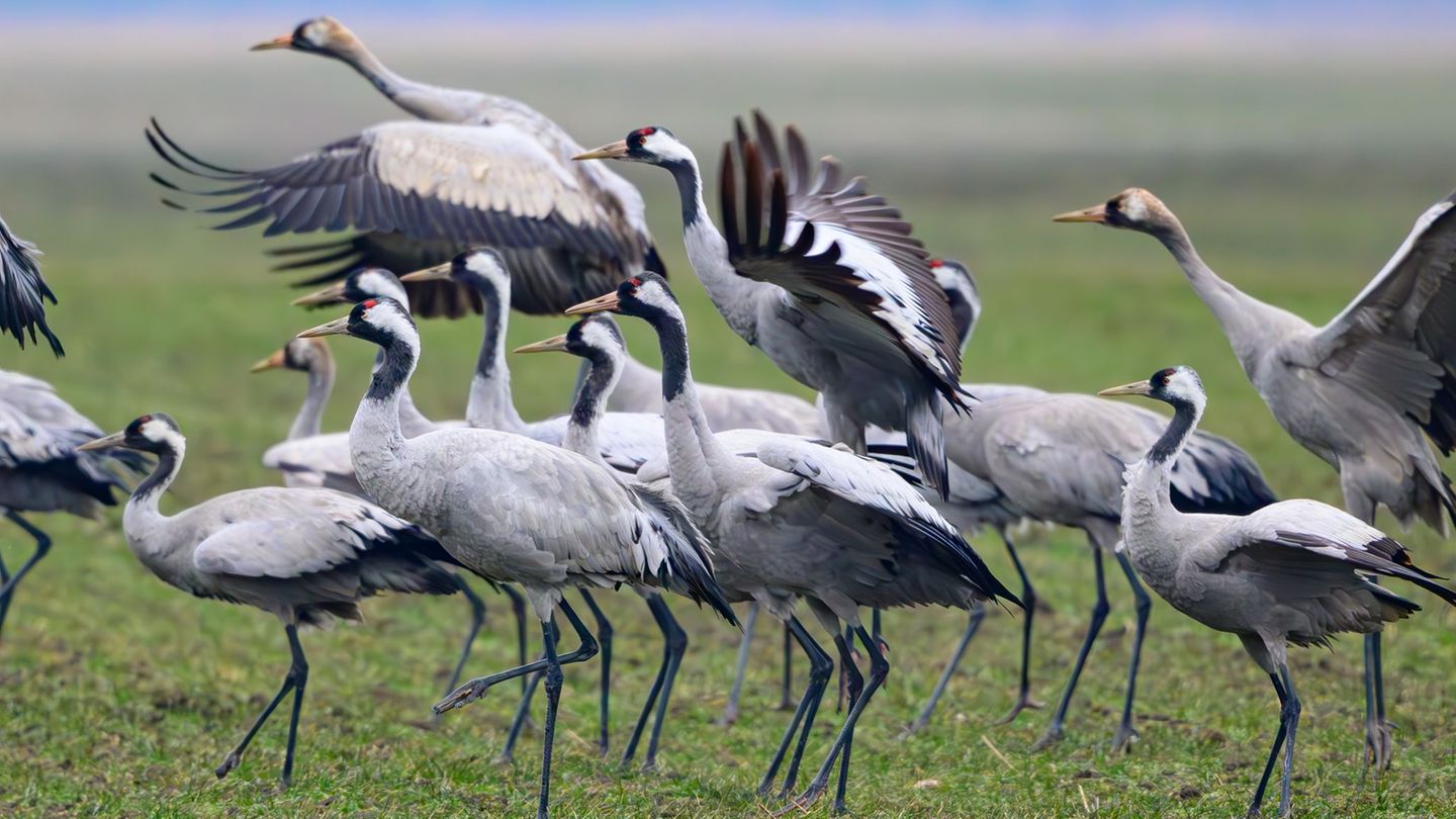 Kraniche Frühjahrszug