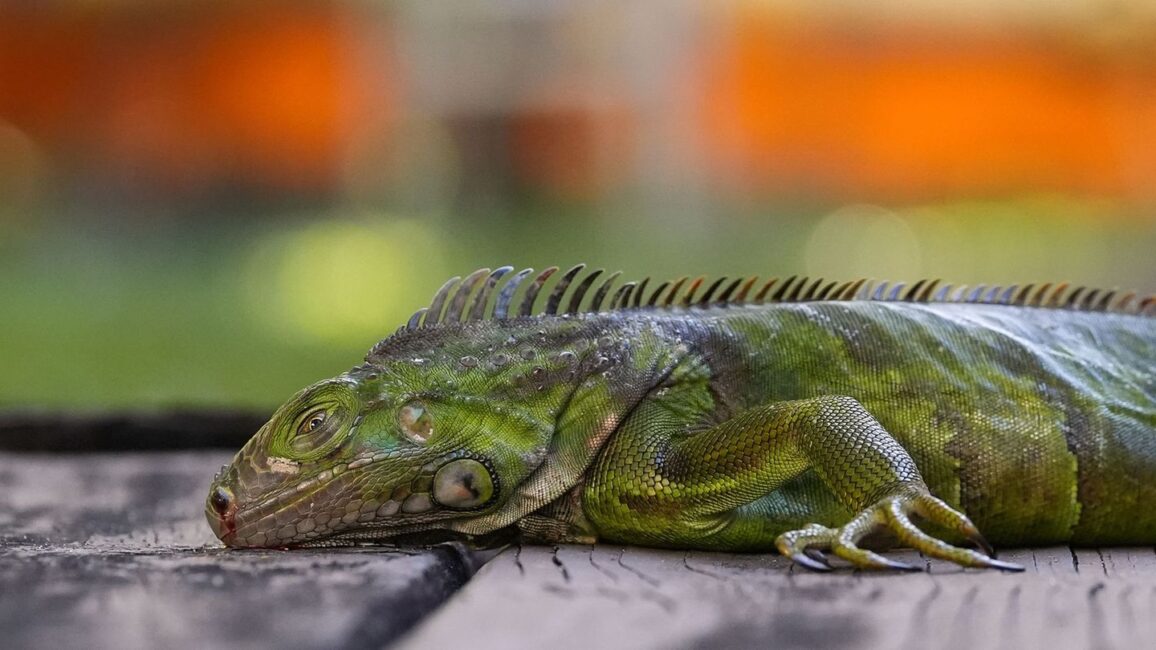 Wechselwarme Echsen: Kälte lässt Leguane in Florida von den Bäumen fallen