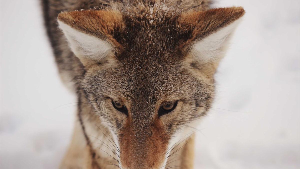 Gasspeicher Füllstand