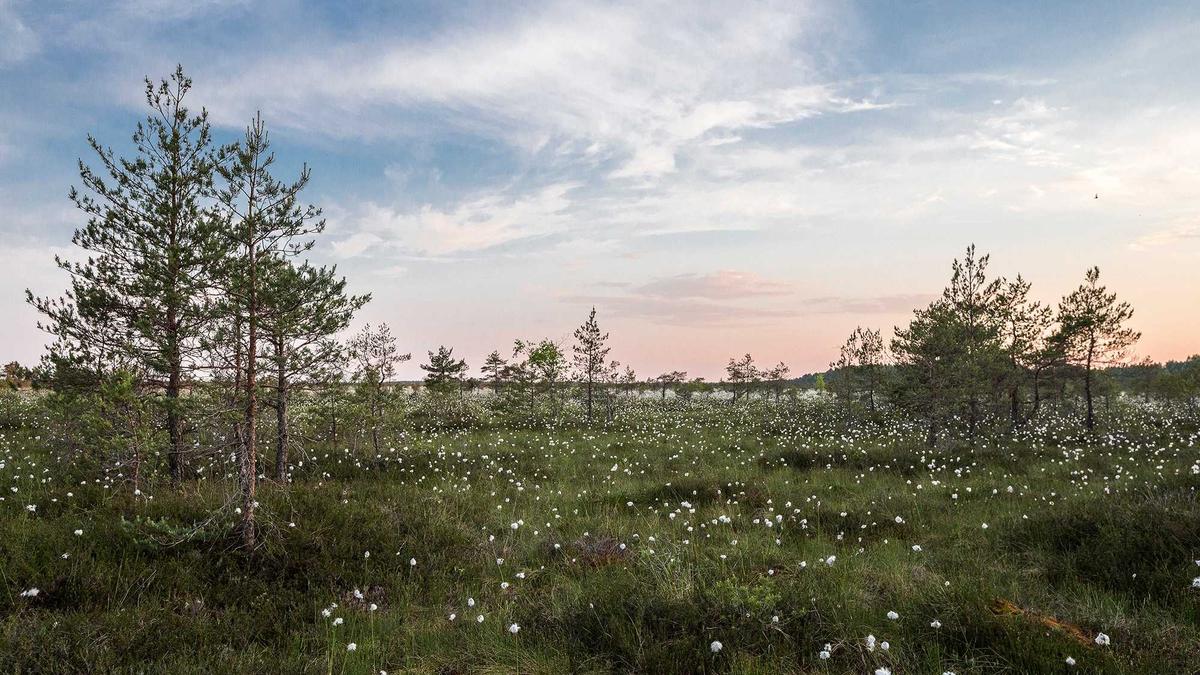 Gefälschte Verträge