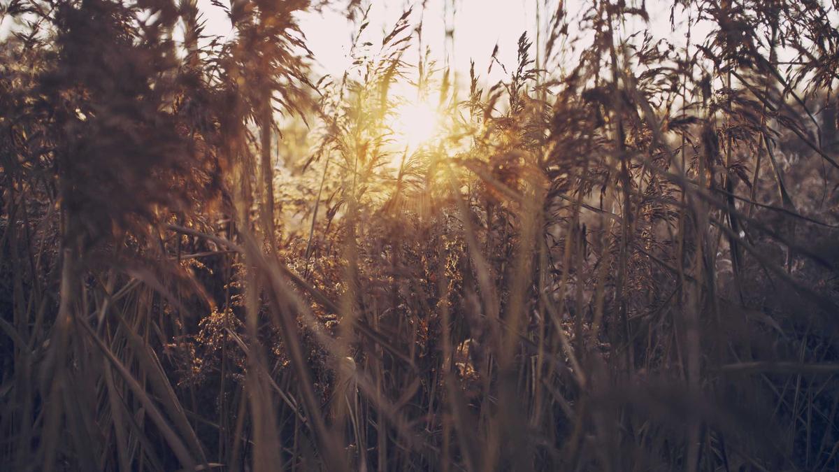 Mette-Marit Mette-Marit