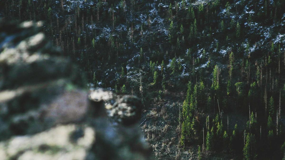 Nick Viall Zwillinge