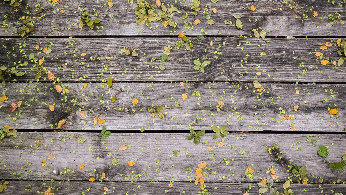 Phantomqualle Argentinien Phantomqualle Argentinien