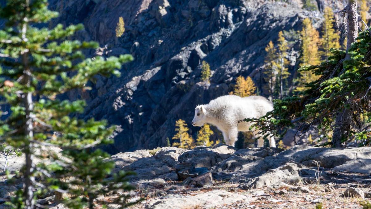 Ski Mountaineering Ski Mountaineering