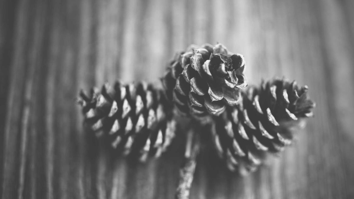 Waadt Regierungswahlen