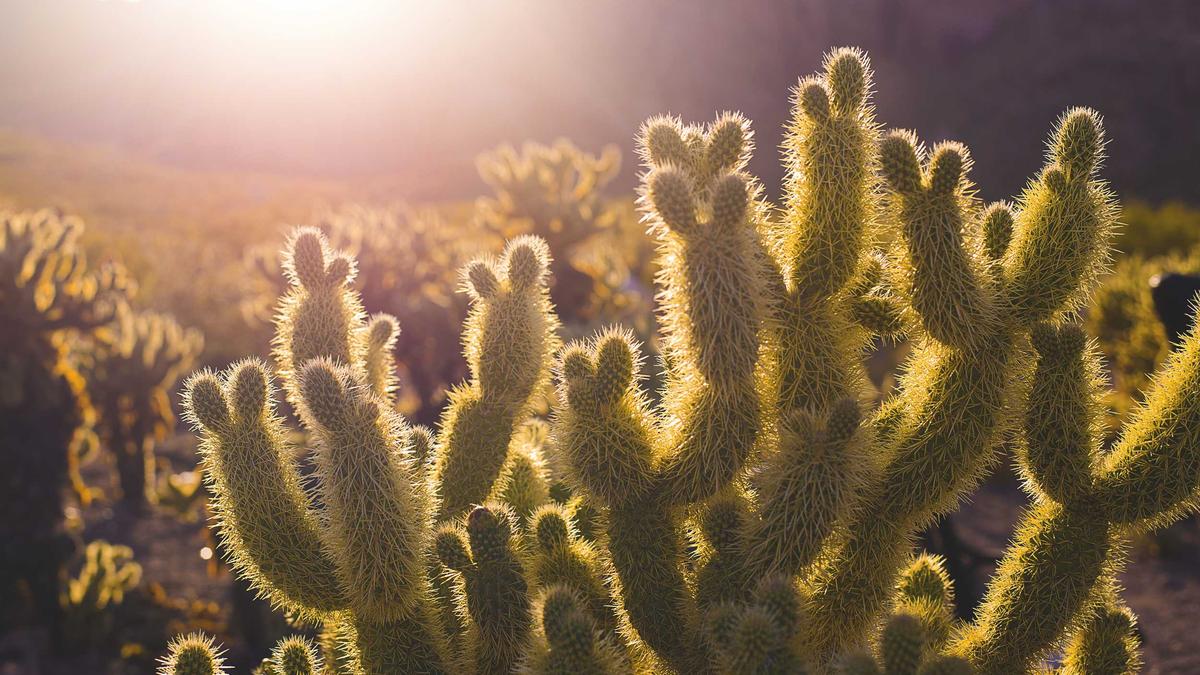 Symbolbild zum Thema Abu Dhabi