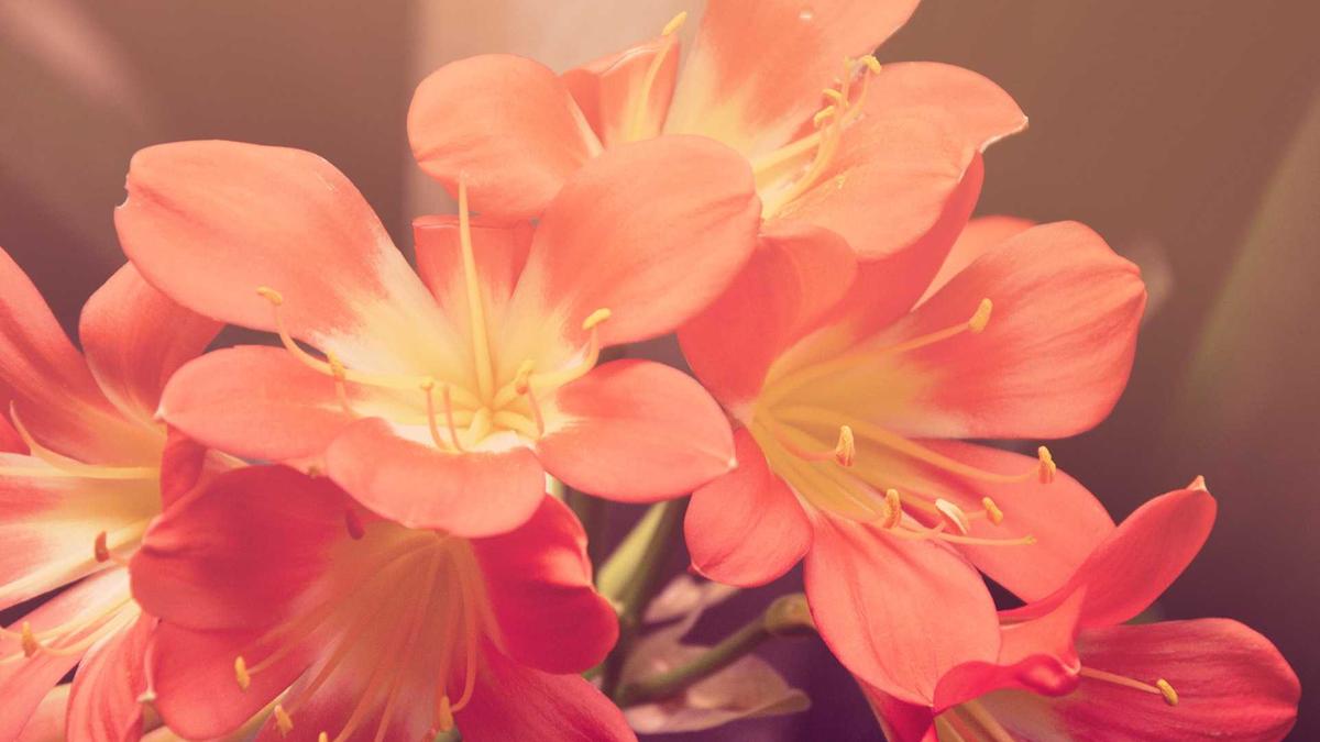 Aldi Rückruf Kostüme Symbolbild zum Thema Aldi Rückruf Kostüme