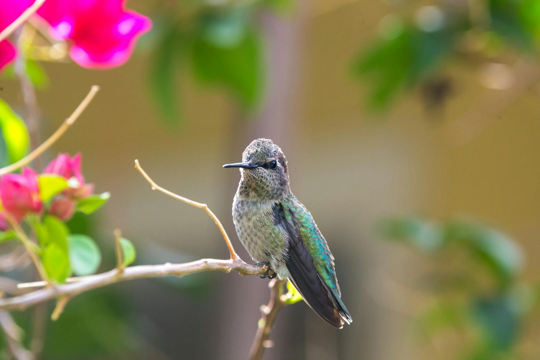 Illustration zu Anna Berreiter