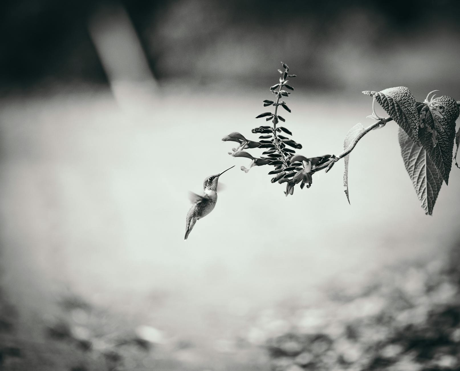 Illustration zu Anna Gasser