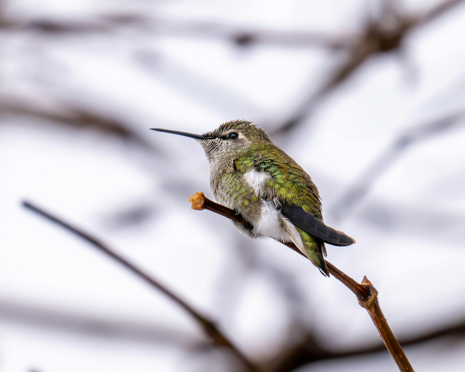 Anna Heiser Kritik Detailansicht: Anna Heiser Kritik