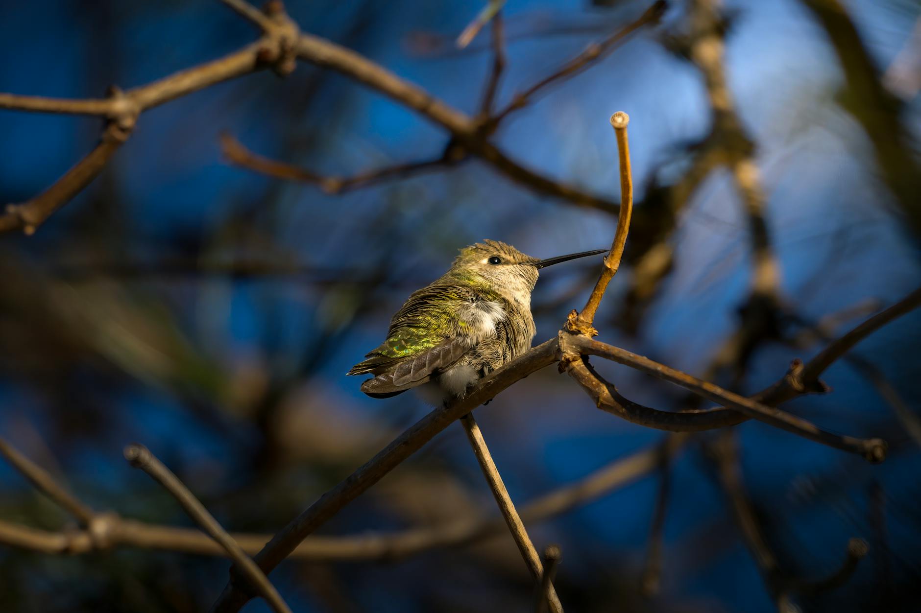 Illustration zu Anna Netrebko