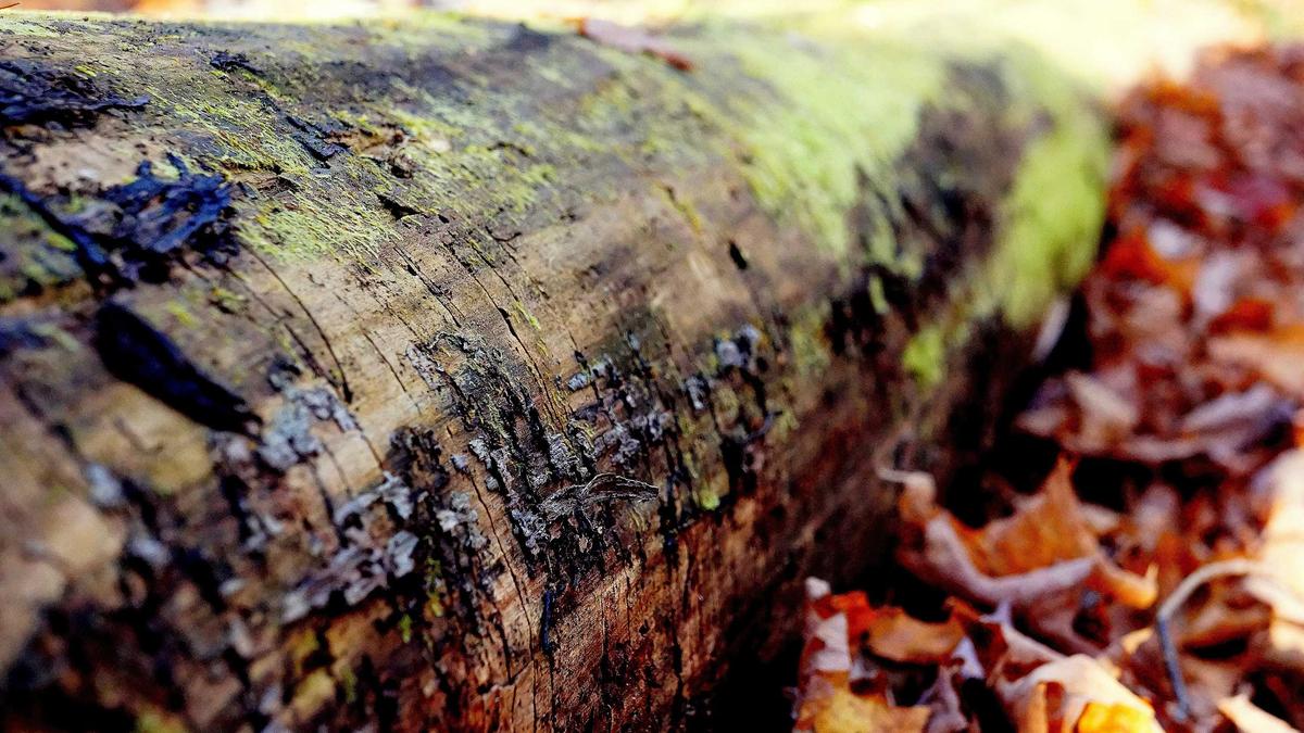 Detailansicht: Axamer Lizum