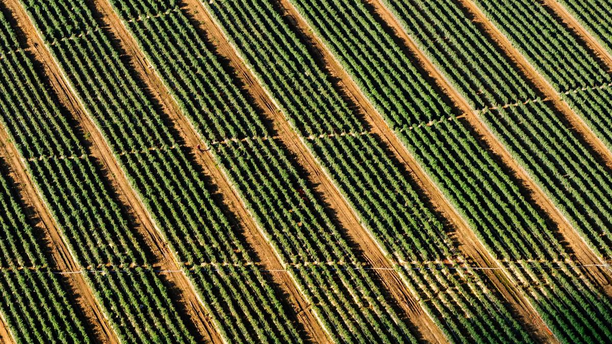 Bob Olympia 2026 Illustration zu Bob Olympia 2026