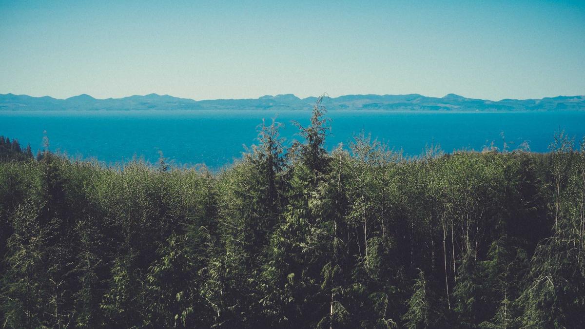 Illustration zu Cale Makar