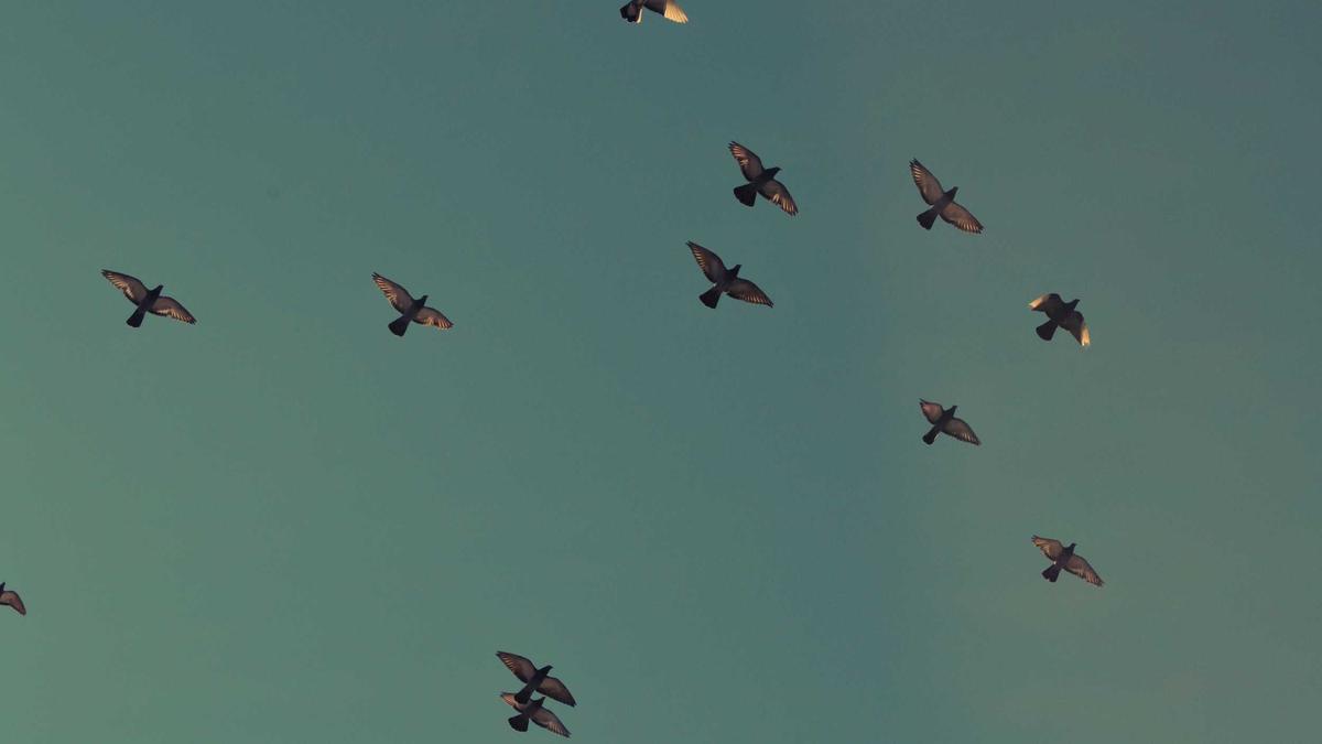 Detailansicht: Cem özdemir Ehefrau