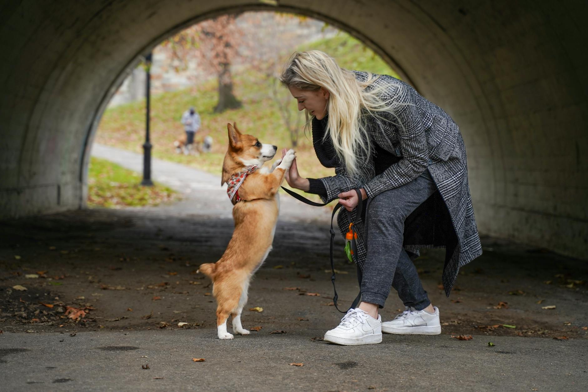 Detailansicht: Corgis Queen Elizabeth