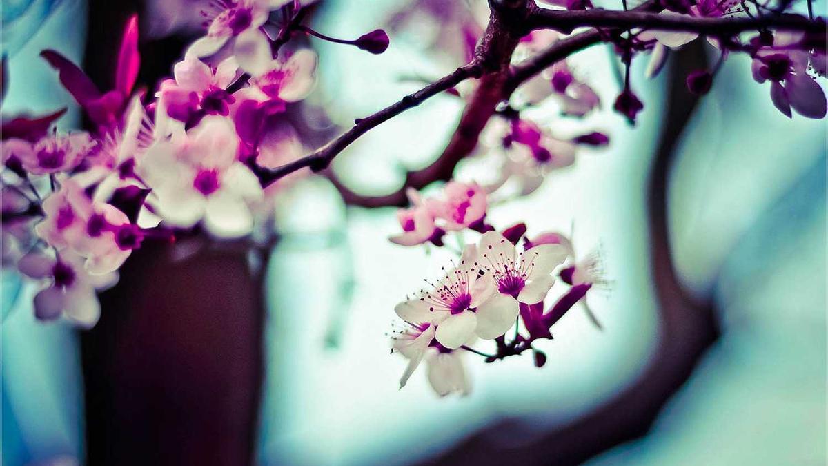 Symbolbild zum Thema Der Bergdoktor