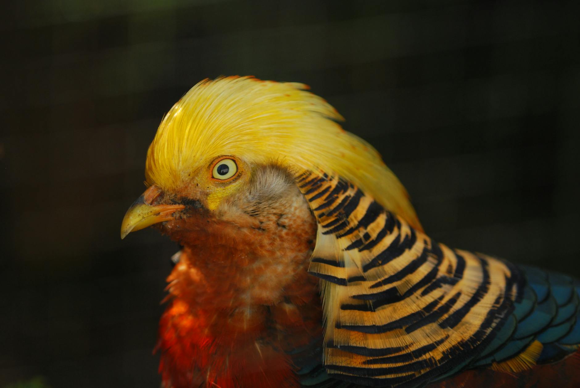 Detailansicht: Diplomatische Krise Italien Schweiz