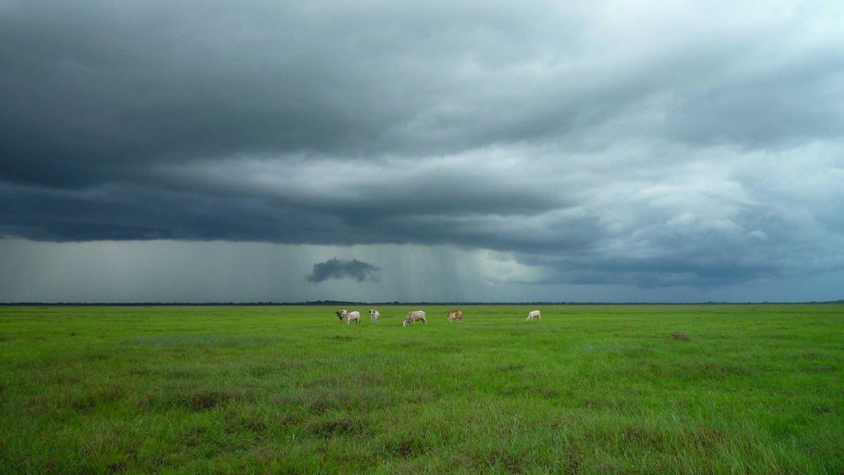 Illustration zu Dschungelcamp Nachspiel