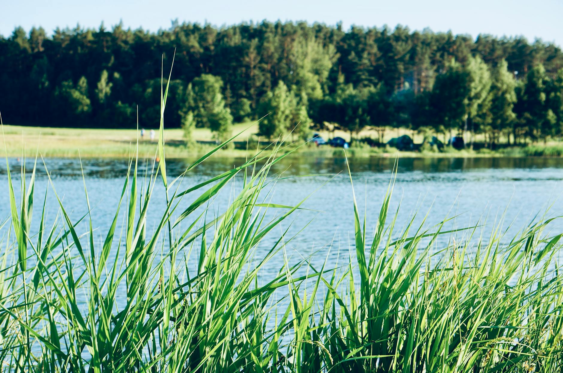 Detailansicht: Dua Lipa Callum Turner