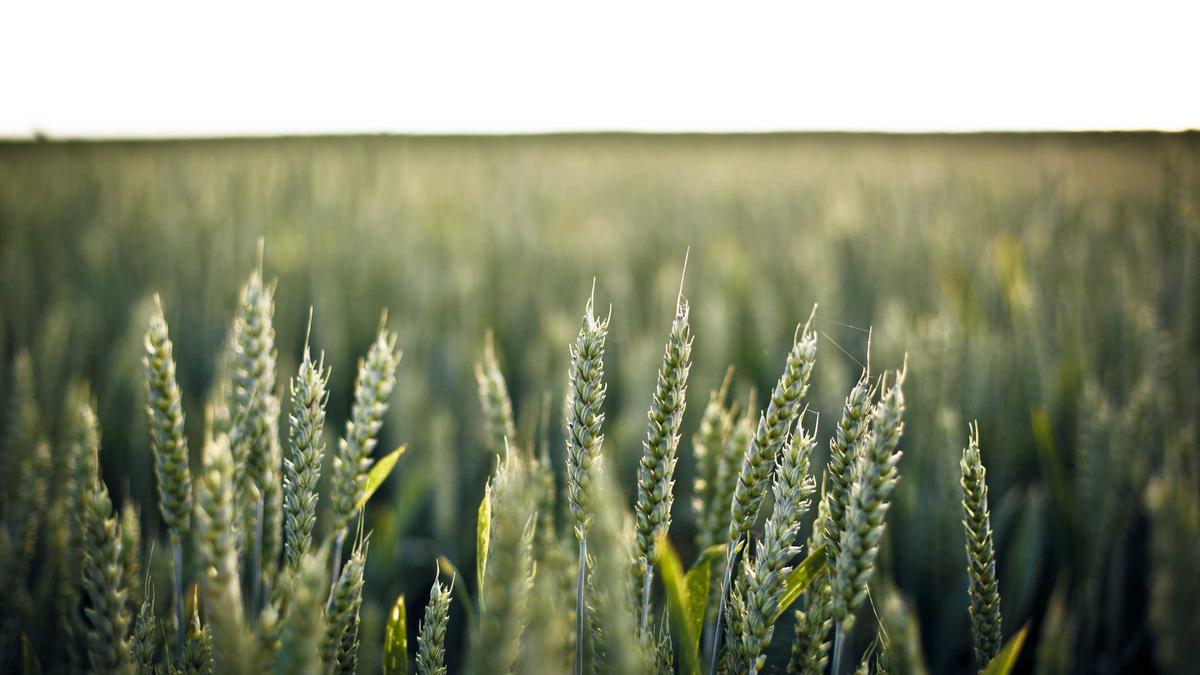 Illustration zu Esc österreich