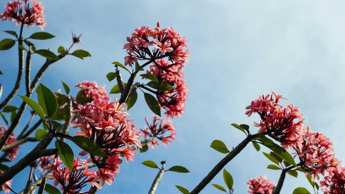 Illustration zu Everdrop Vollwaschmittel