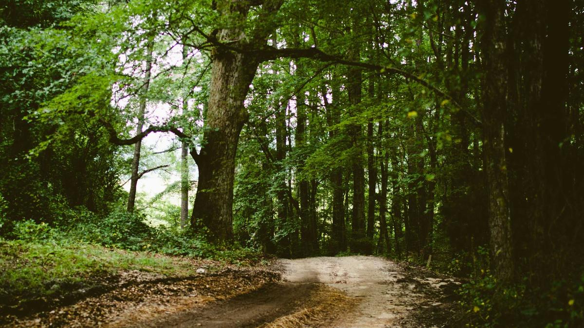 Symbolbild zum Thema Fanny Smith Olympia