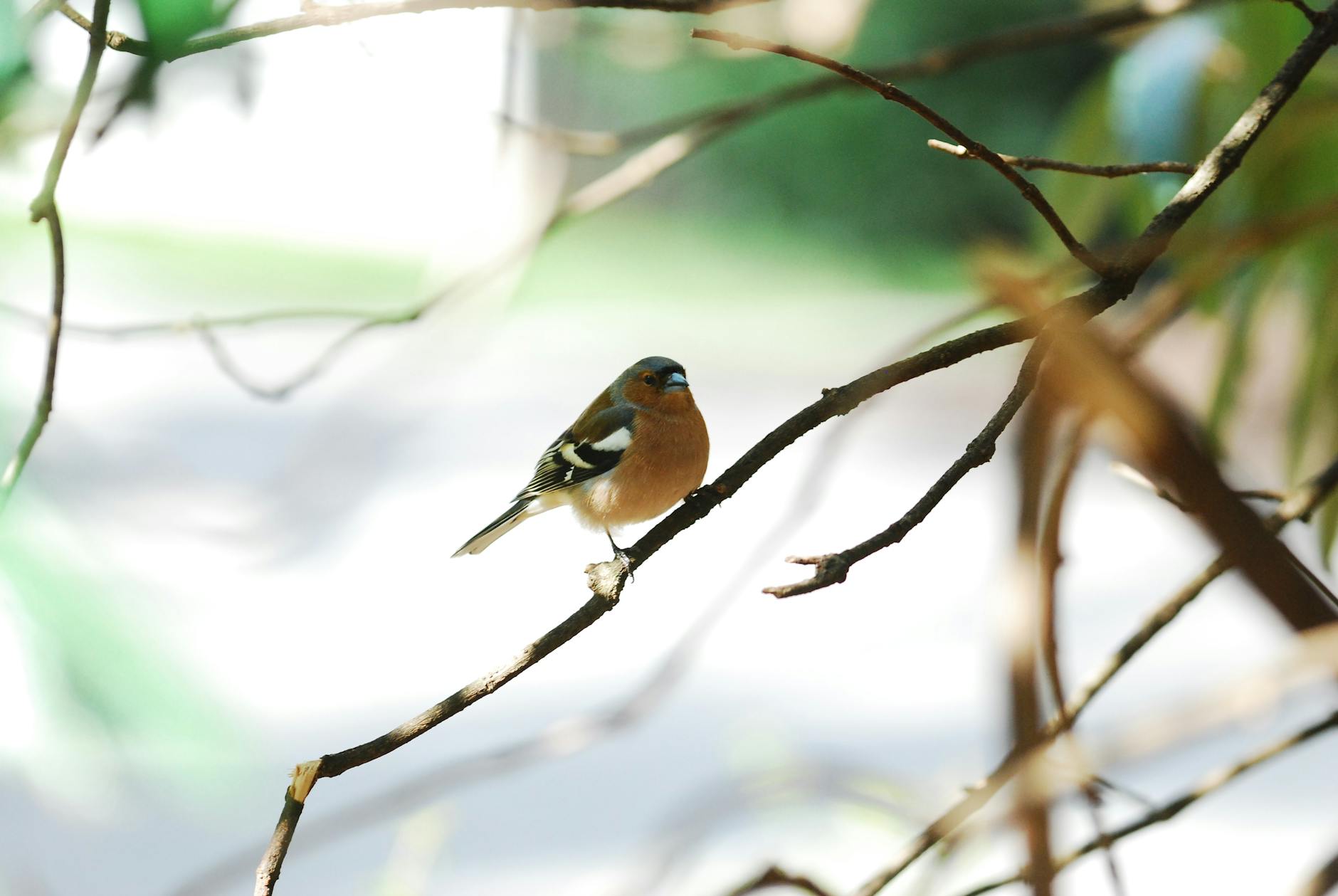 Detailansicht: FC ST Gallen YB