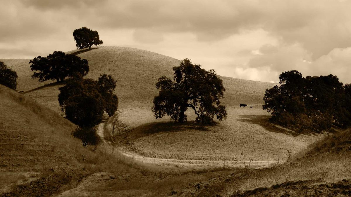Illustration zu Grünen Spargel Anbauen