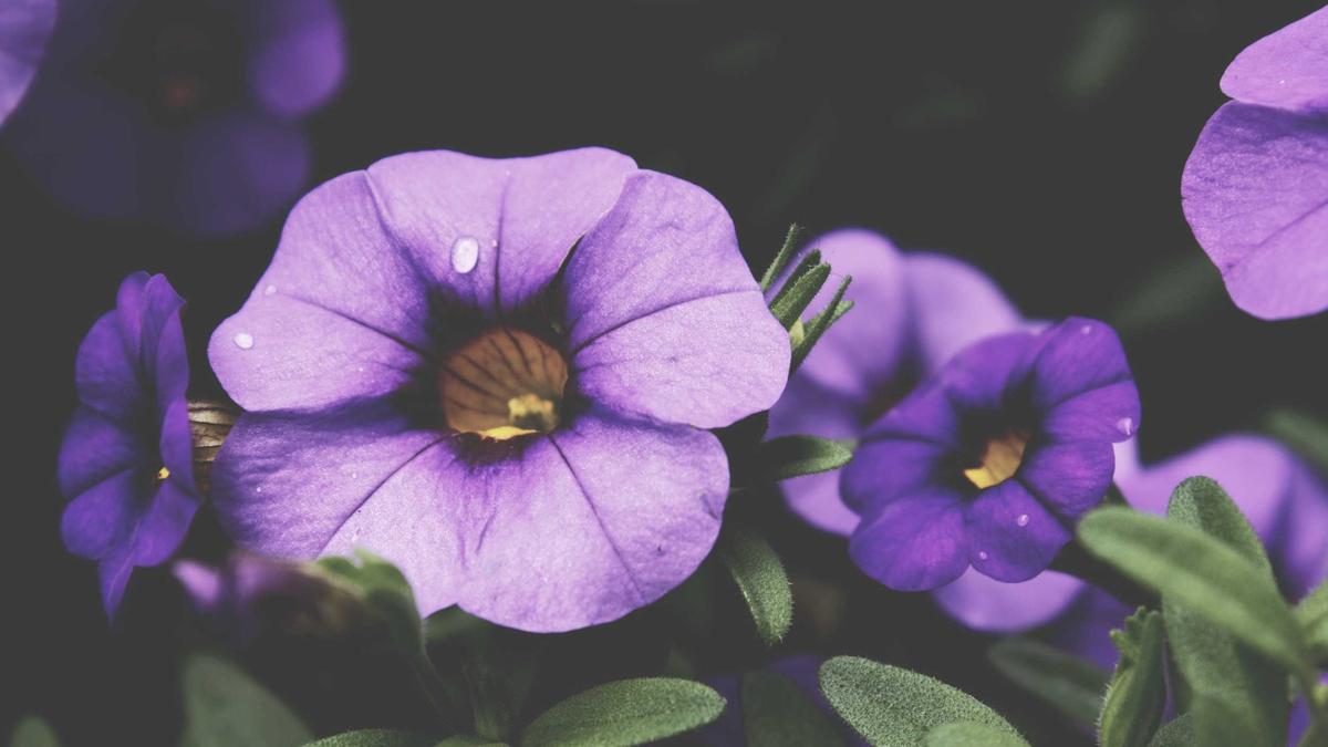 Illustration zu Heidenheim – VFB Stuttgart