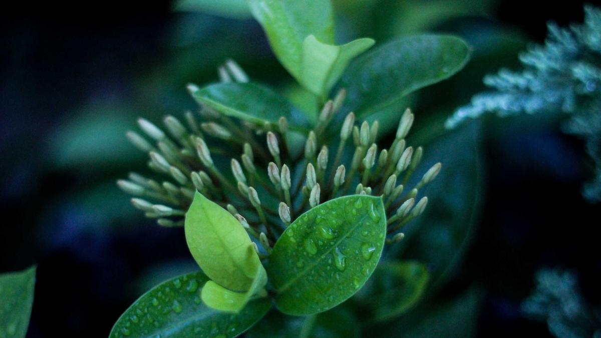 Detailansicht: Hoffenheim – ST. Pauli