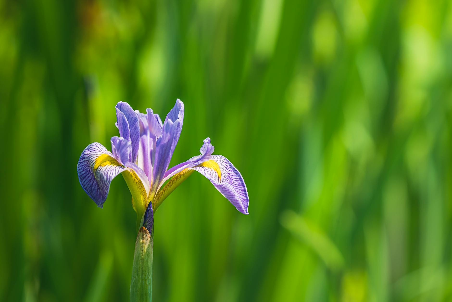 Illustration zu Iris Berben Liebe