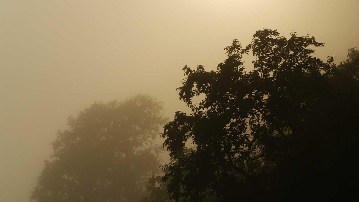 Lindsey Vonn Hund Tot Illustration zu Lindsey Vonn Hund Tot