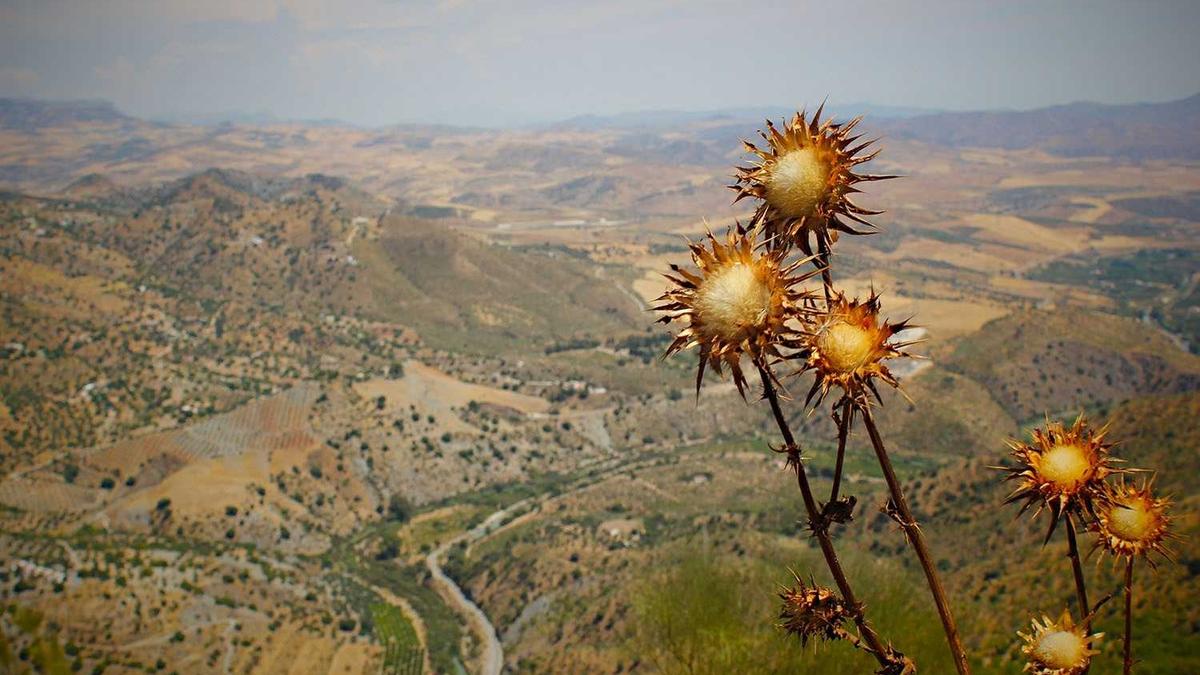 Illustration zu Maduro Vermögen