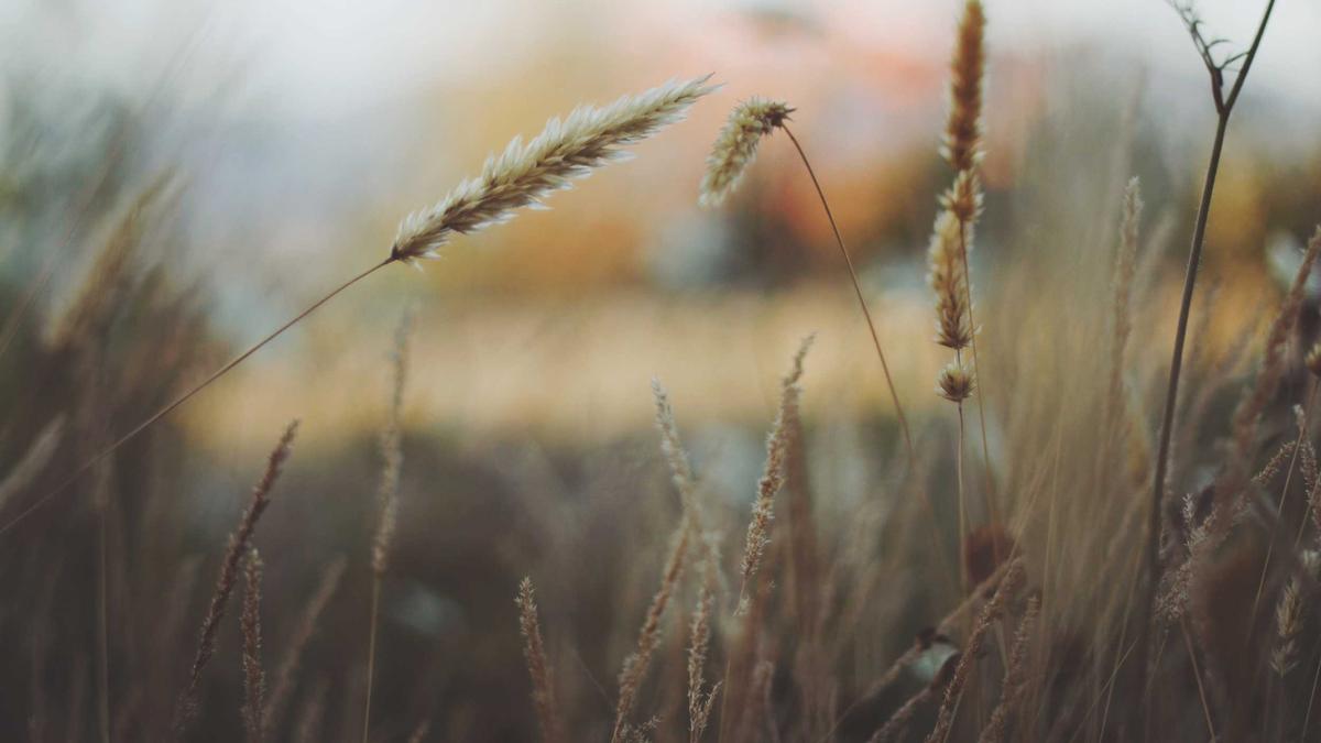 Illustration zu Mathieu Carrière Krebs