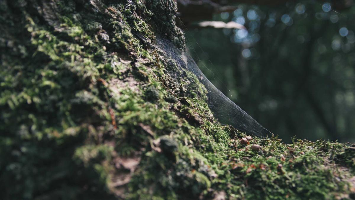 Detailansicht: Nahost Konflikt Aktuell