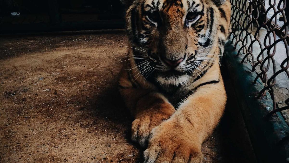 Symbolbild zum Thema NFL Schedule This Week