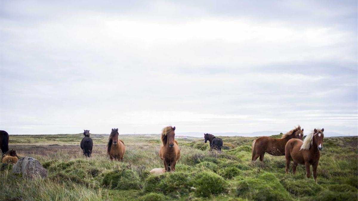 Detailansicht: Paula Lambert