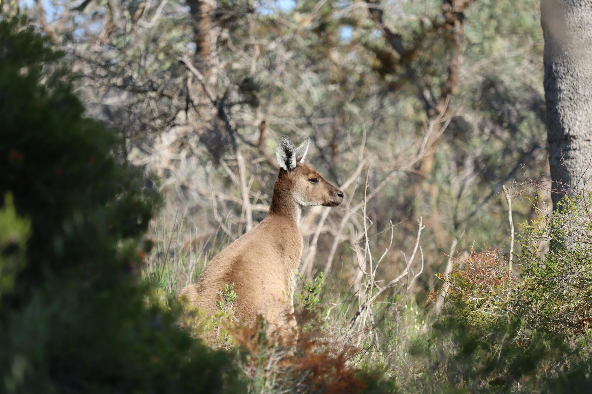 Illustration zu Rennes – PSG