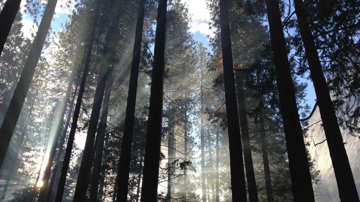 Illustration zu Schwedenplatz Umbau Abgesagt