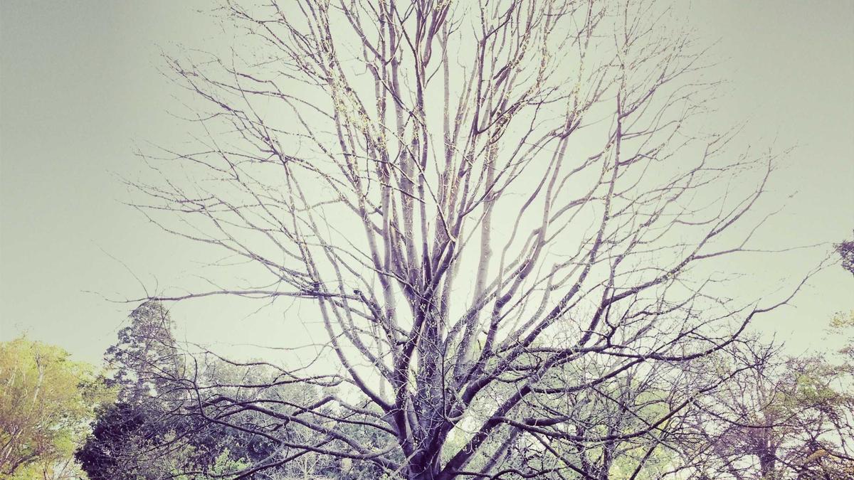 Detailansicht: Skispringen Olympia