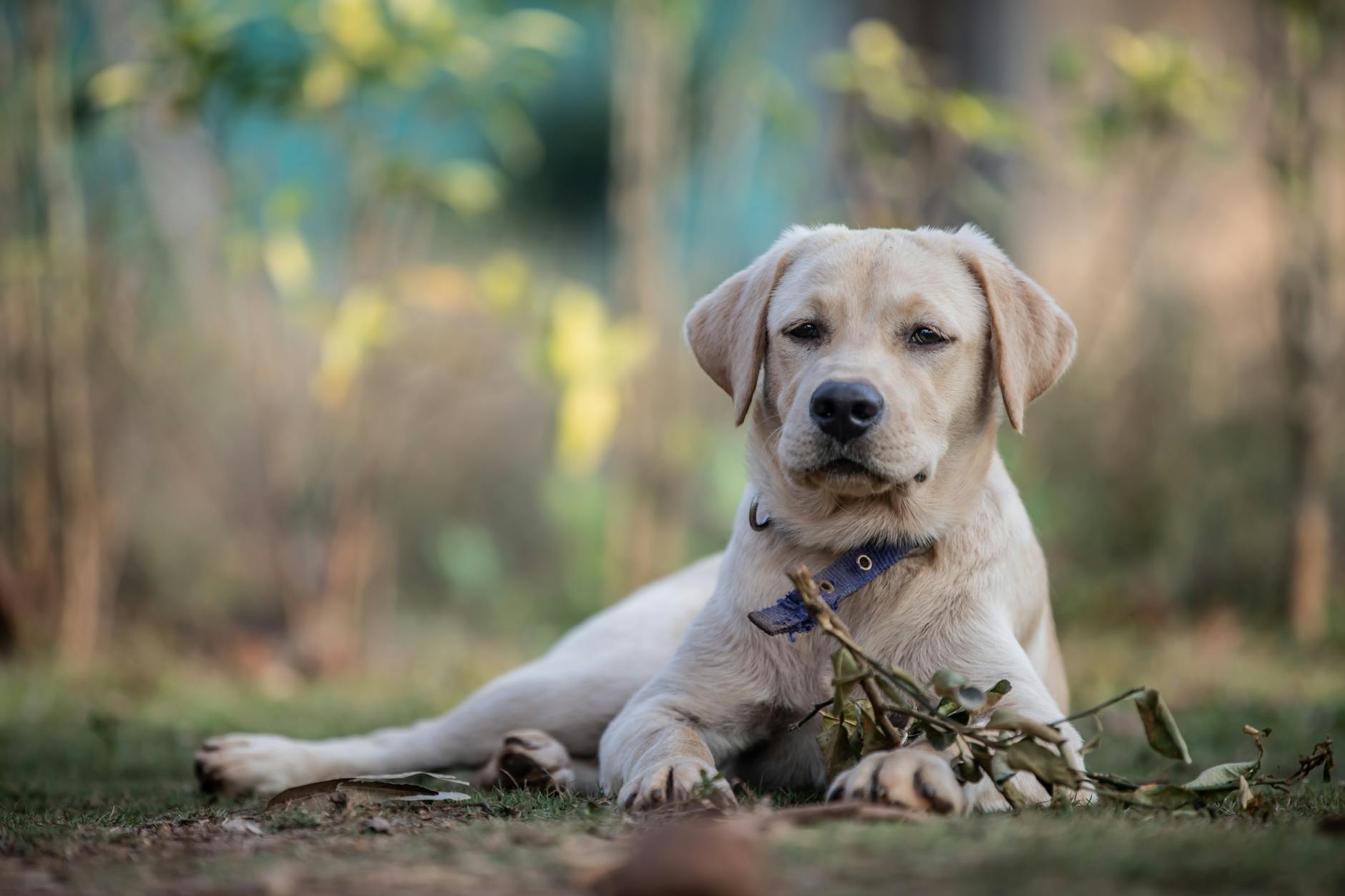 Detailansicht: Suchbild Hund Mann